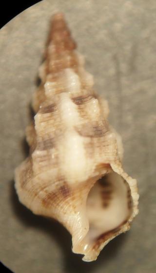 cerithium da identificare..